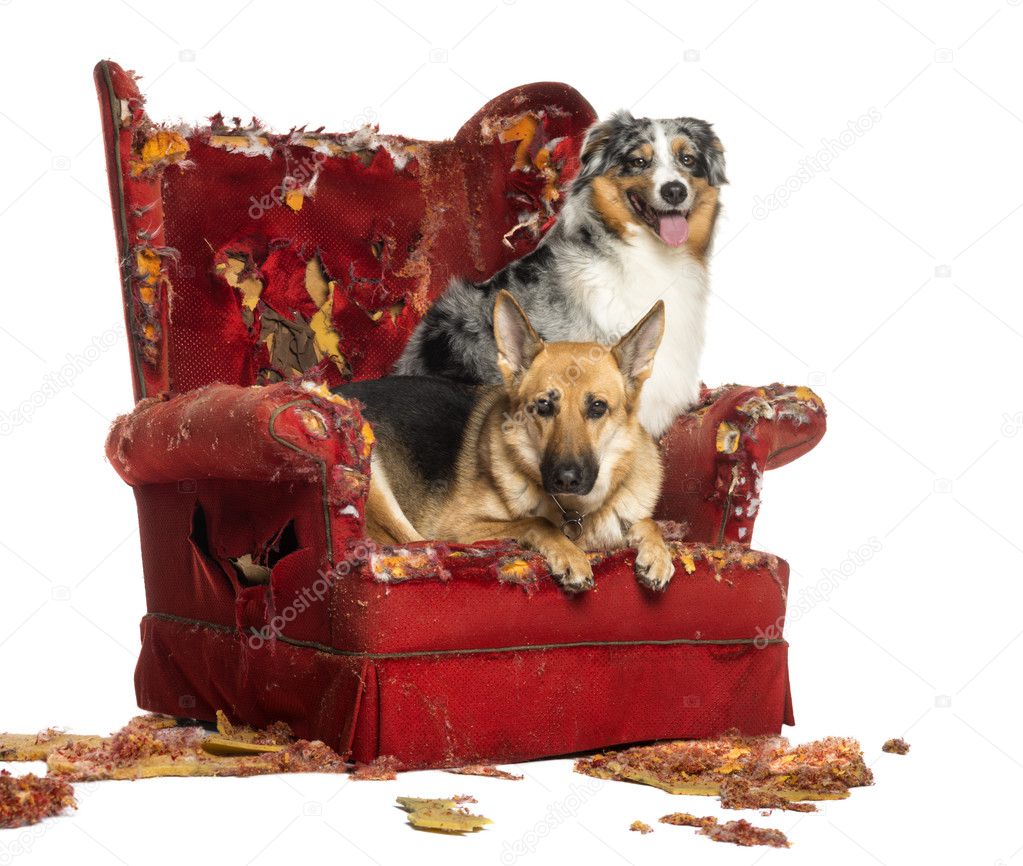 German and Australian Shepherd on a destroyed armchair, isolated