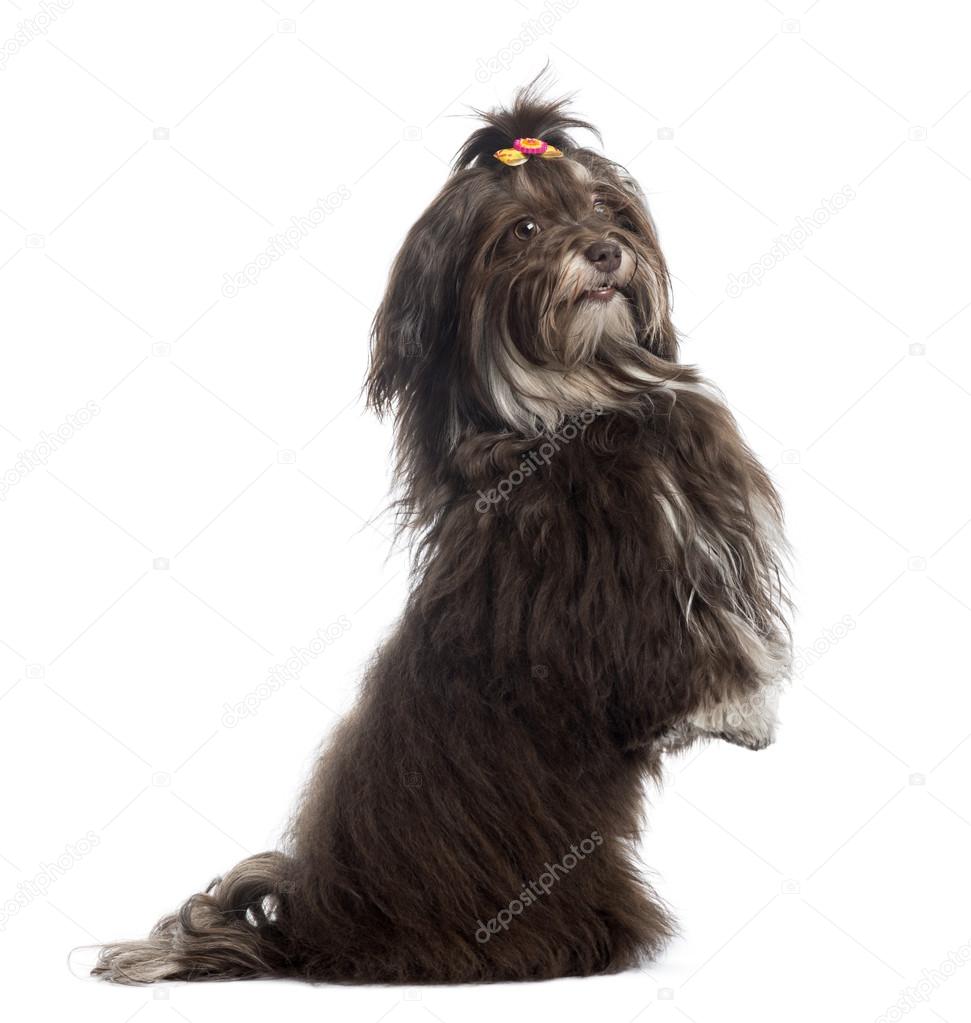 Side view of a Havanese upright, looking at the camera, isolated
