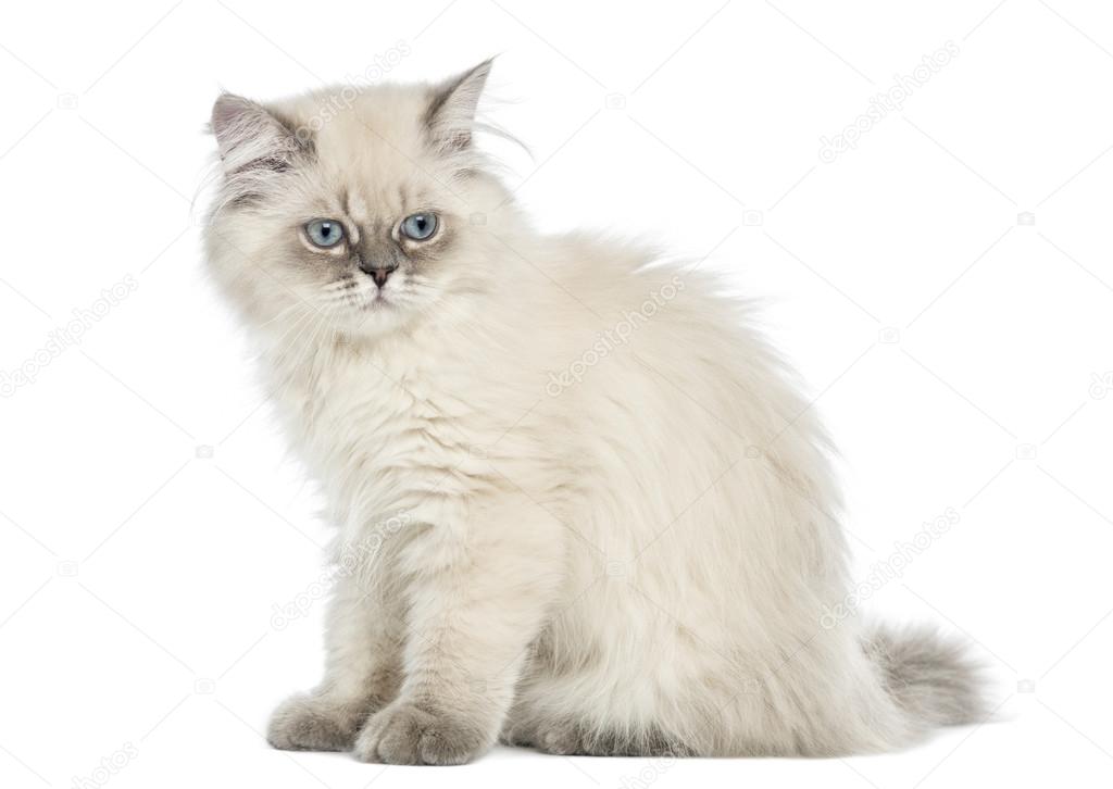 Side view of a British Longhair kitten sitting, 5 months old, is