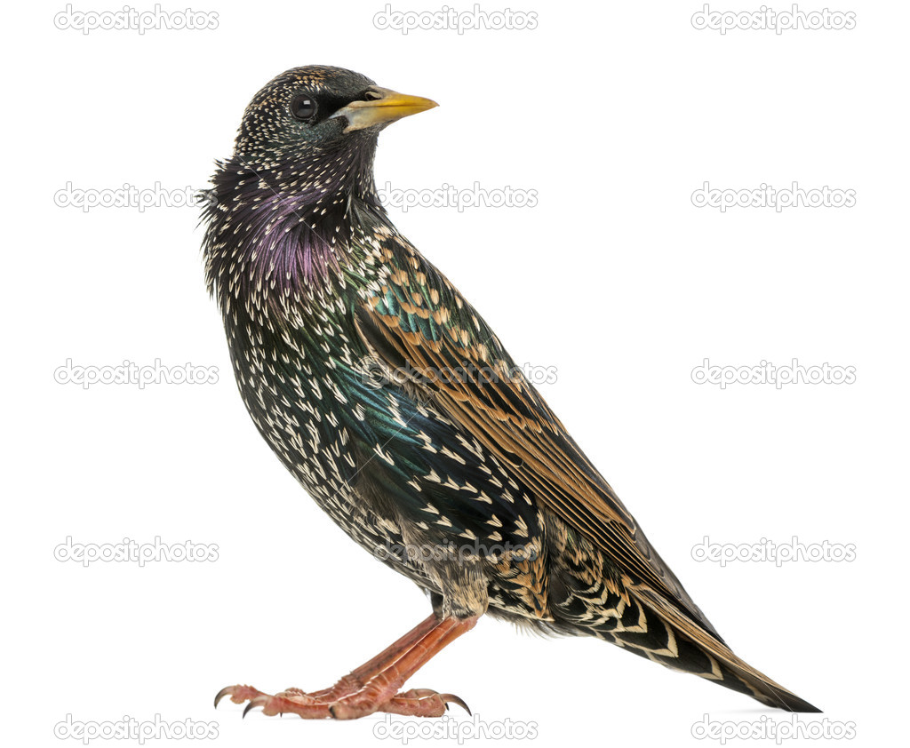 Side view of a Common Starling, Sturnus vulgaris, isolated on wh