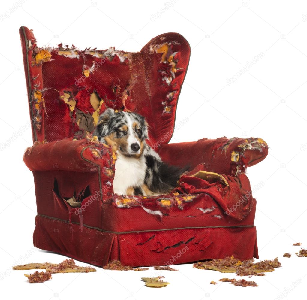 Australian Shepherd and Poodle on a destroyed armchair, isolated