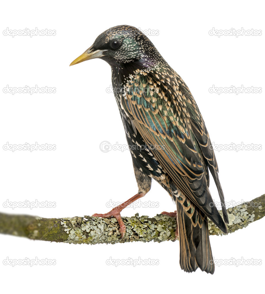 Rear view of a Common Starling perching on a branch, Sturnus vul