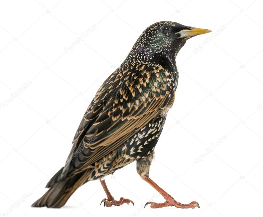 Rear view of a Common Starling, Sturnus vulgaris, isolated on wh