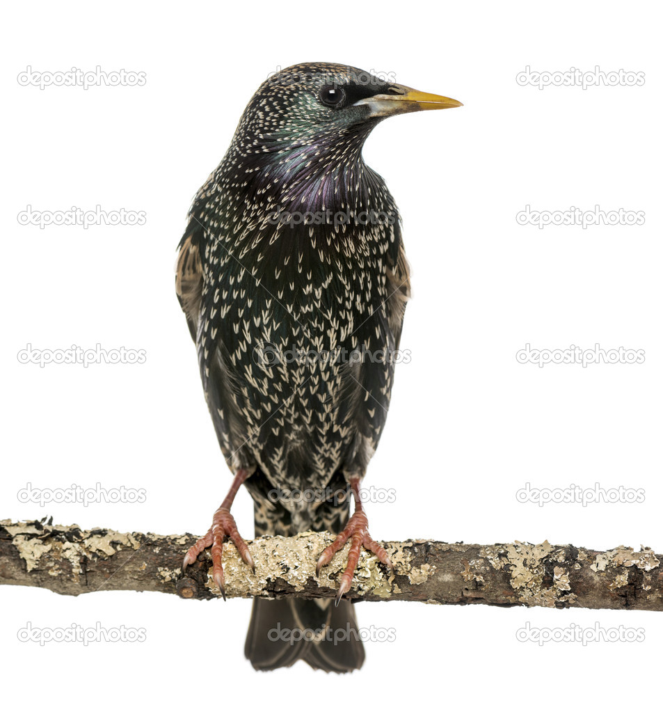Common Starling perching on a branch, Sturnus vulgaris, isolated