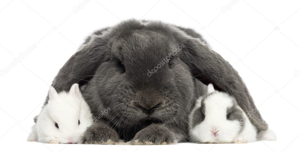Lop-eared rabbit and young rabbits, isolated on white