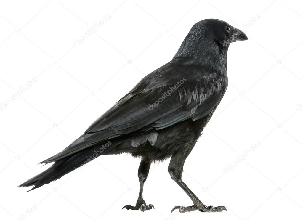 Rear view of a Carrion Crow, Corvus corone, isolated on white