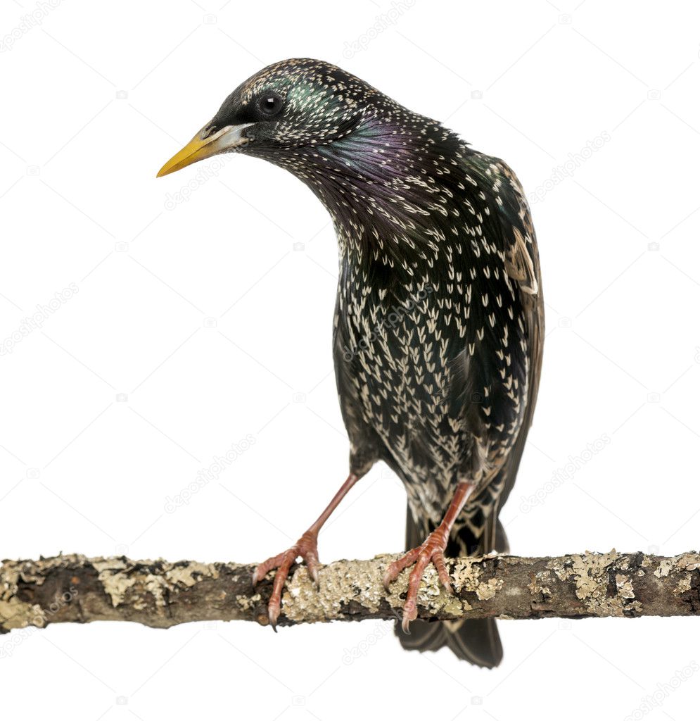 Common Starling perching on a branch, Sturnus vulgaris, isolated