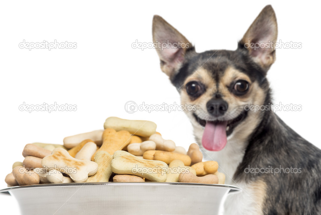 Close up of a Chihuahua panting, standing behind of a full dog b
