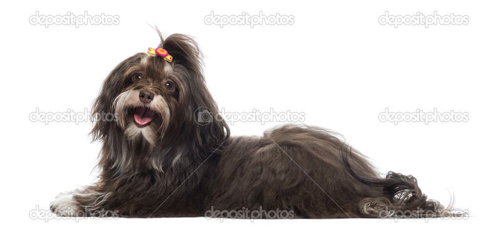 Side view of a panting Havanese, isolated on white