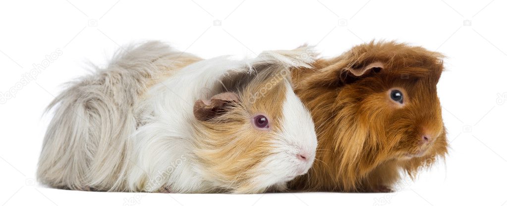Abyssinian American Long Haired Guinea Pig Breeders Favorite