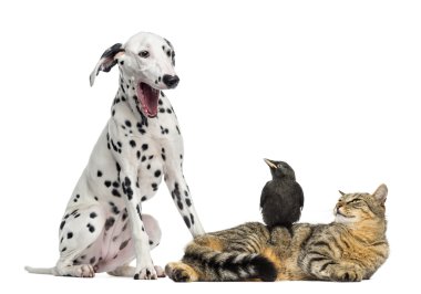 kedi ve küçük karga bakarak whit üzerinde izole bir Dalmaçyalı esneme
