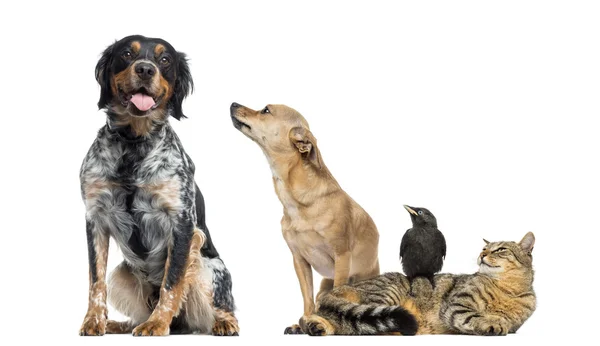 Grupo de mascotas, aisladas en blanco —  Fotos de Stock