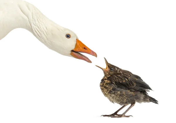 Side view of a Domestic goose and a Common Blackbird facing each — Stock Photo, Image