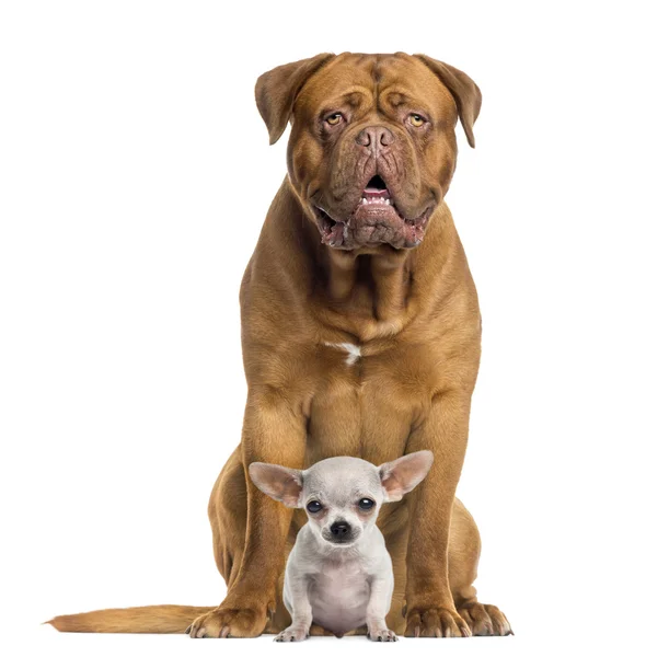 Dogue de Bordeaux e bebê Chihuahua sentado, de frente, isolado o — Fotografia de Stock