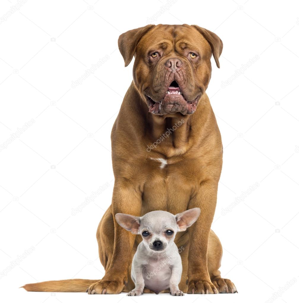 Dogue de Bordeaux and baby Chihuahua sitting, facing, isolated o