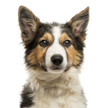 bakan bir border collie, yakın çekim, beyaz izole