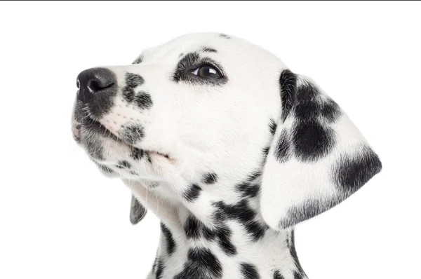 斑点狗小狗，抬头，孤立在白色的特写镜头 — 图库照片