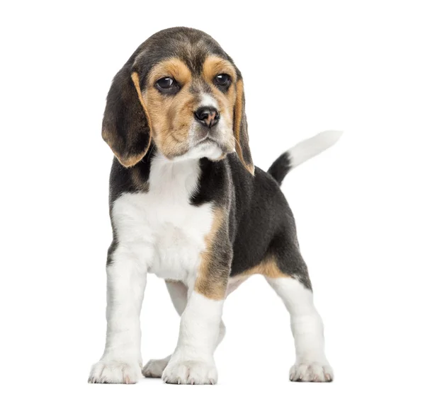 Front view of a Beagle puppy standing, looking at the camera, is — Stock Photo, Image