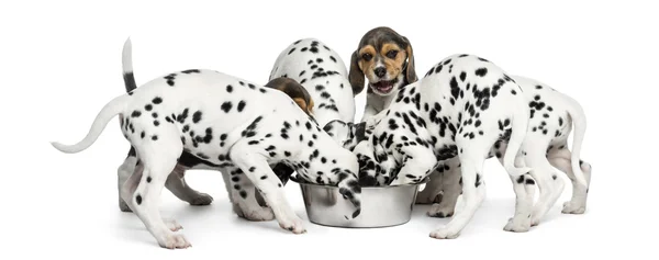 Group of Dalmatian and Beagle puppies eating all together, isola — Stock Photo, Image