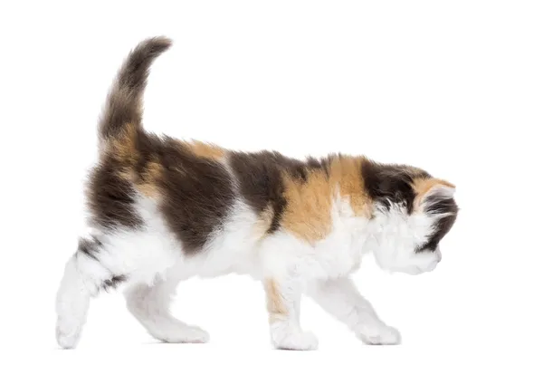Side view of a Highland straight kitten walking, isolated on whi — Stock Photo, Image