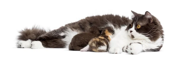 Britisk Longhair ligger, mater kattungene sine, isolert på hvitt – stockfoto