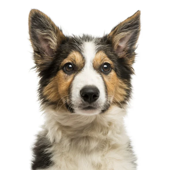 Close-up of a Border collie face, isolated on white — Stok Foto