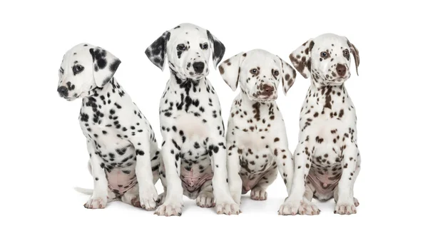 Gruppo di cuccioli dalmati seduti, isolati su bianco — Foto Stock