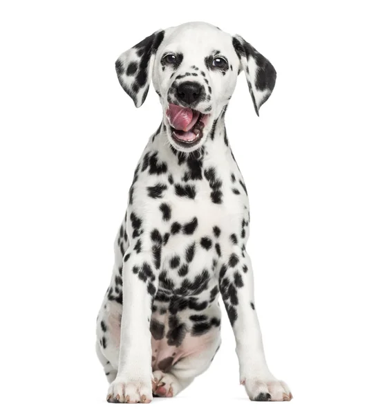 Vooraanzicht van een jonge Dalmatische zitten, likken, geïsoleerd op wh — Stockfoto