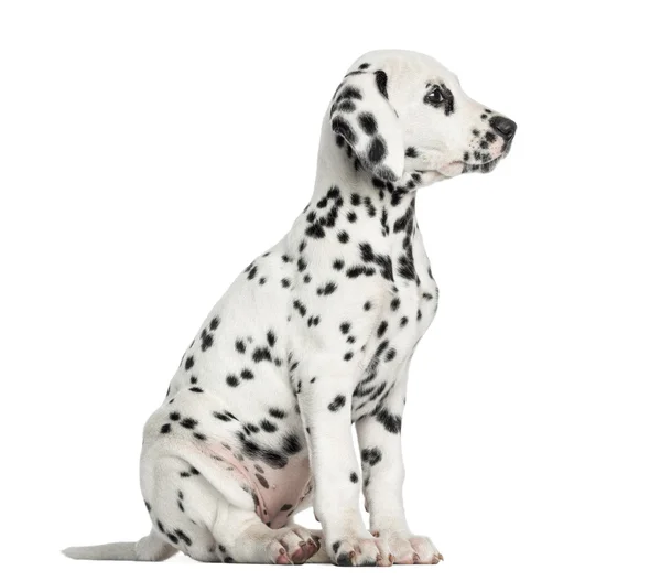 Boční pohled na dalmatské štěně sedící, koukal, izolované o — Stock fotografie