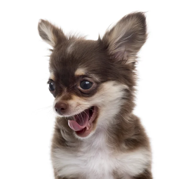 Nahaufnahme eines gähnenden Chihuahua-Welpen, isoliert auf weiß — Stockfoto