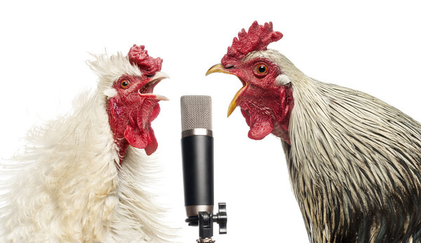 Two roosters singing at a microphone, isolated on white