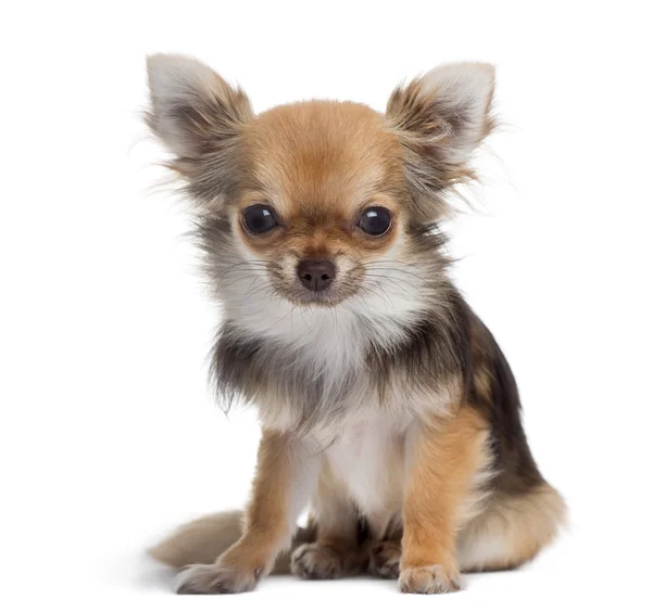 Chihuahua assis, regardant la caméra, isolé sur blanc — Photo