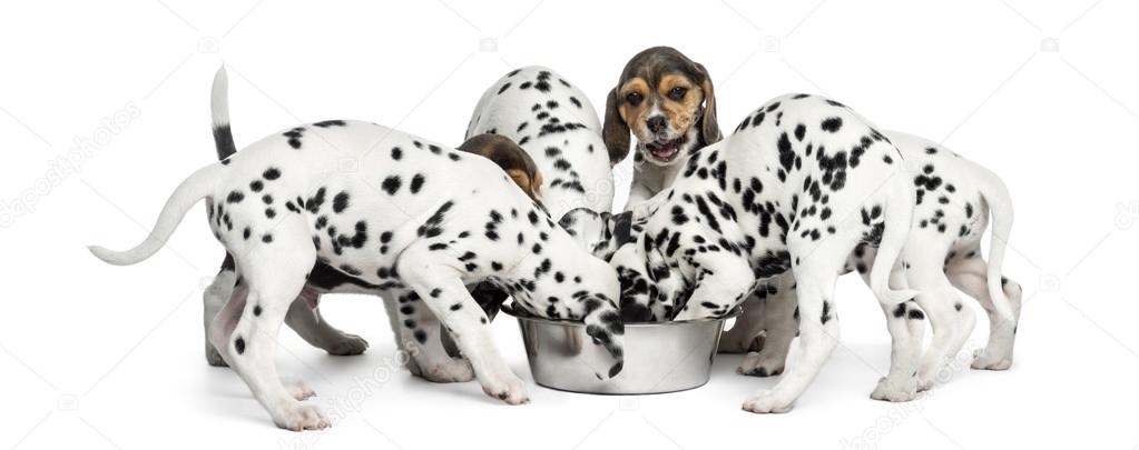 Group of Dalmatian and Beagle puppies eating all together, isola