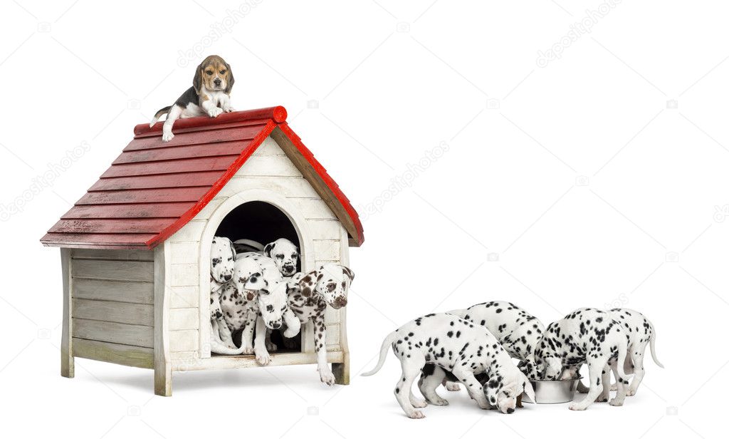Large group of Dalmatian puppies playing and eating around a ken