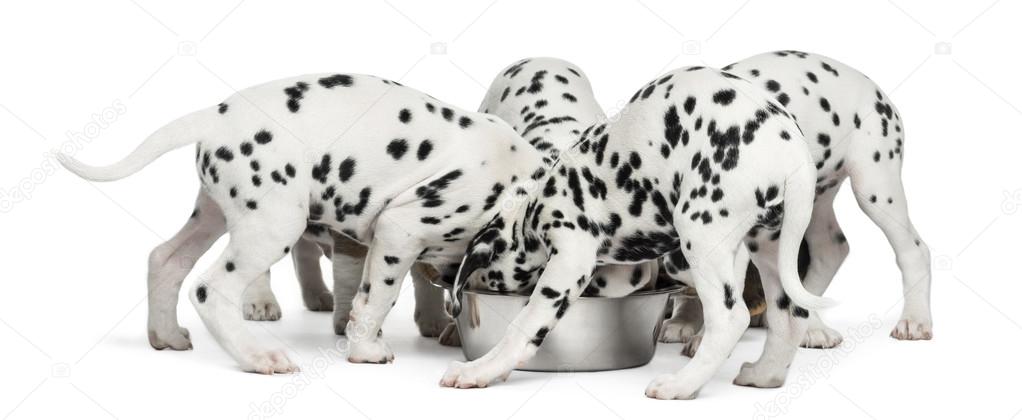 Group of Dalmatian puppies eating all together, isolated on whit