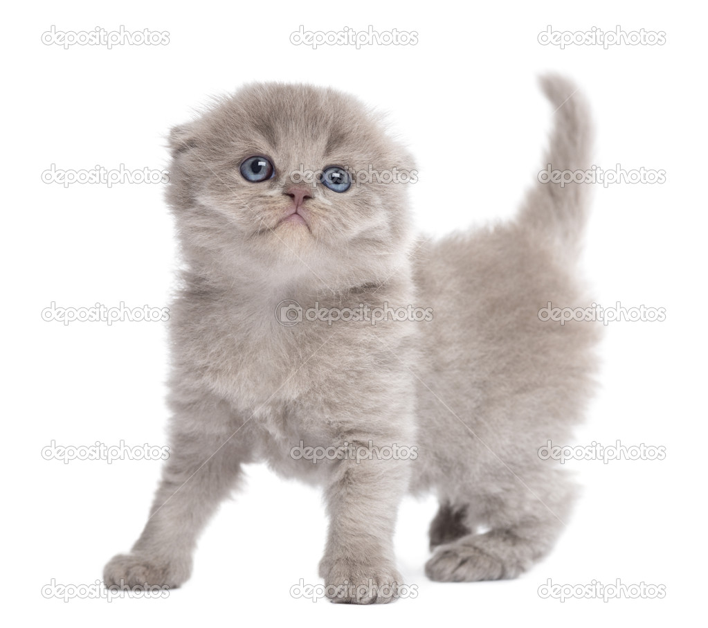 Highland fold kitten standing, looking up, isolated on white