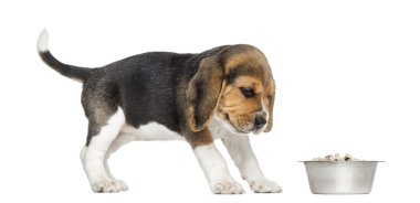 onun kapısı nefretle bakıyor beagle yavru köpek görünümünü yan, var