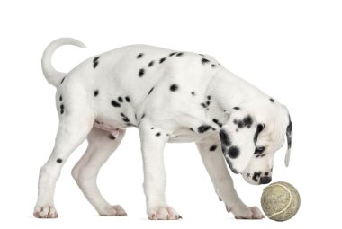 izole bir tenis topu koklama Dalmaçyalı yavru köpek yan görünüm