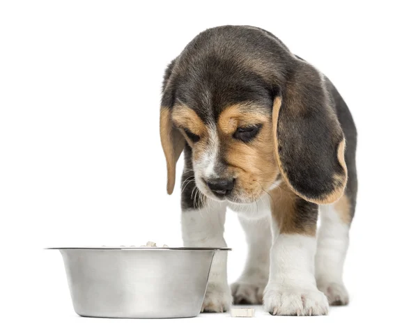 Vista frontal de um filhote de cachorro Beagle olhando para baixo em sua tigela de cachorro, isola — Fotografia de Stock