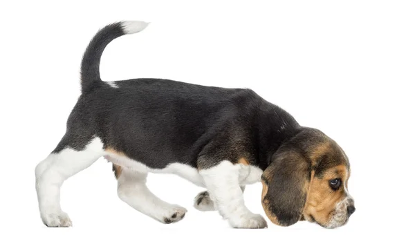 Vista lateral de um filhote de cachorro Beagle andando, cheirando o chão, isolar — Fotografia de Stock