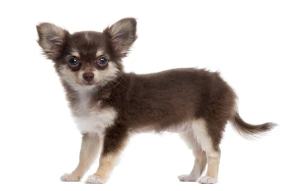 Zijaanzicht van een chihuahua staan, geïsoleerd op wit — Stockfoto