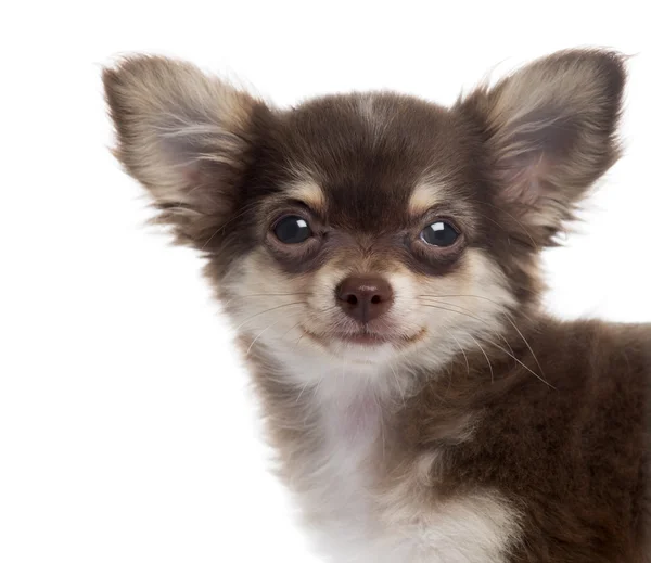 Close-Up üzerinde izole kamera bakarak bir chihuahua yavrusu — Stok fotoğraf