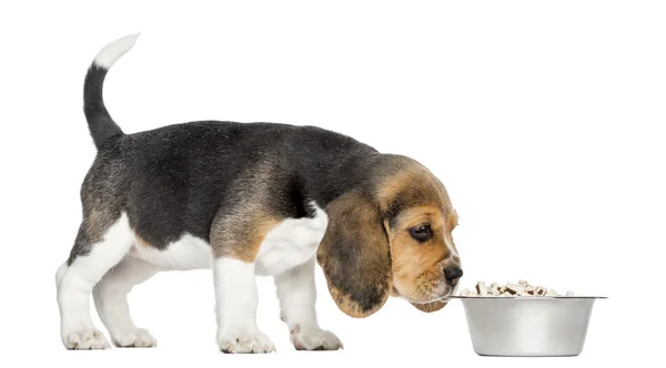 Side view of a Beagle puppy standing, sniffing food in a bowl, i — Stock Photo, Image