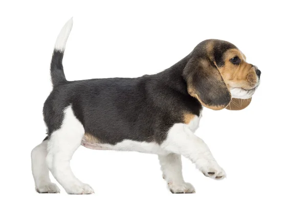Zijaanzicht van een puppy van de beagle wandelen, irritatie, geïsoleerd op whit — Stockfoto
