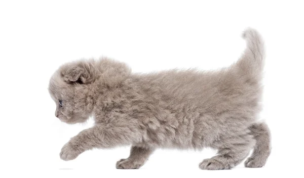 走，孤立在白色的高地折小猫的侧视图 — 图库照片