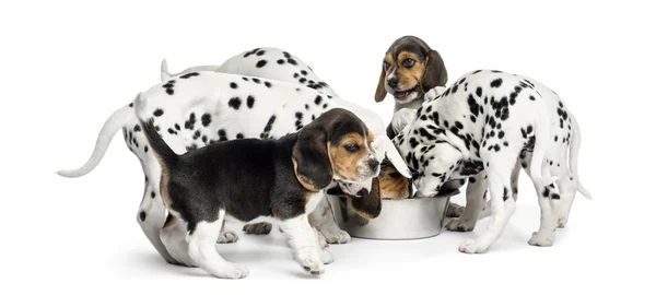 Grupo de cachorros dálmatas y Beagle comiendo todos juntos, isola — Foto de Stock