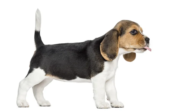 Side view of a Beagle puppy standing, sticking the tongue out, i — Stock Photo, Image