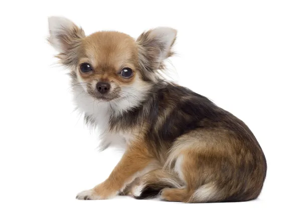 Side view of a Chihuahua sitting, looking at the camera, isolate — Stock Photo, Image