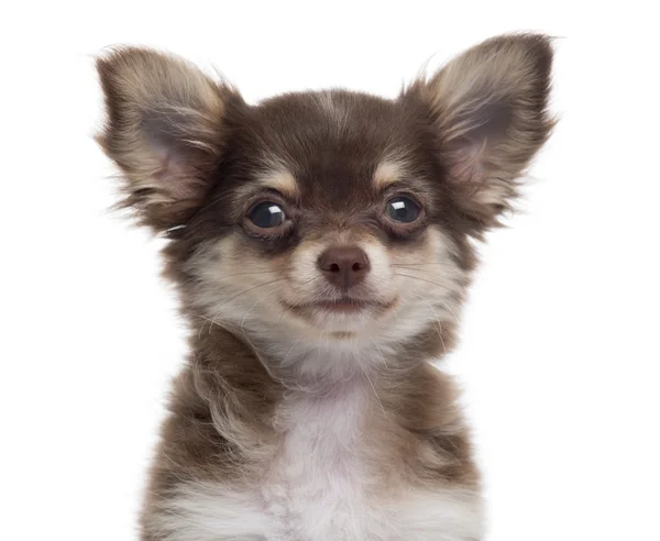 Close-up de um filhote de cachorro Chihuahua, isolado em branco — Fotografia de Stock