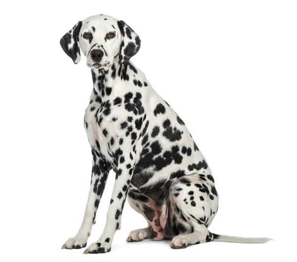 Dalmatian sitting, looking at the camera, isolated on white — Stock Photo, Image